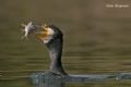 Phalacrocorax carbo